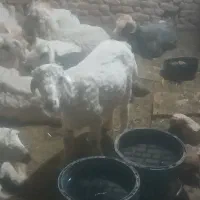 بره ریز