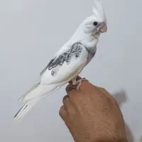 جوجه عروس هلندی