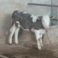 گوساله های قطع شیر جنس اصیل