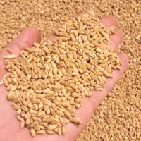 گندم مادر مهرگان مناسب بذر قیمت ۴۵