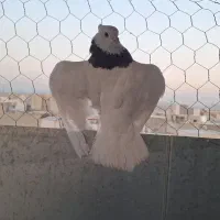 کفتر طوقی اصل مهر