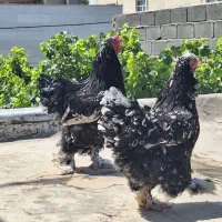 برهما بلک متلد درجه یک