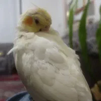 عروس هلندیم گم شده