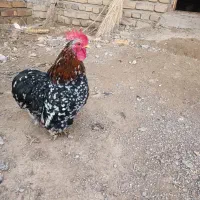 مرغ و‌خروس کوشین