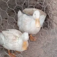 دوعدد اردک سالم