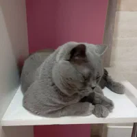 گربه نر|گربه|همدان, |دیوار