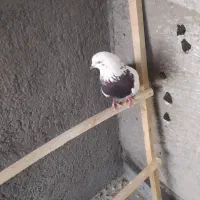 کبوتر ماده