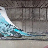 مرغ عشق بالغ