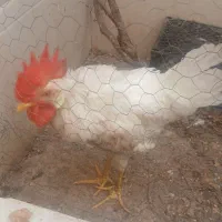 خروس جوان