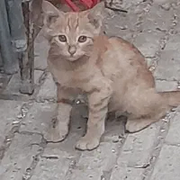 بچه گربه خانگی