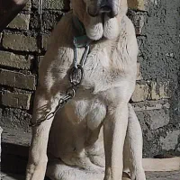 ماده پژدر