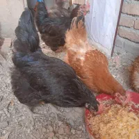 مرغ رسمی