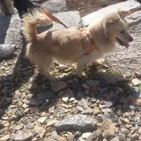 سگ خانگی شناسنامه دار ۲تومن معاوضه با سره قناری