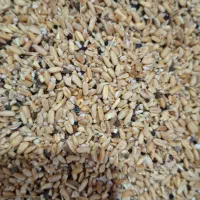 گندوم شکسته زیر قیمت بازار