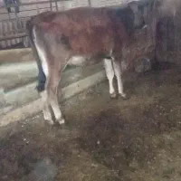گوساله ماده چاق صد کیلو