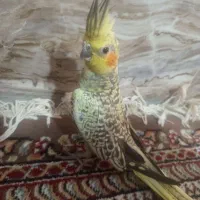 سالم دو سه ماه دستی