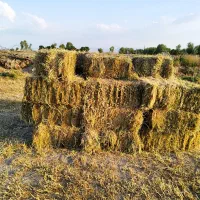 یونجه پرس