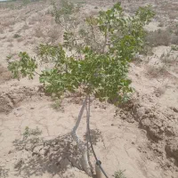 باغ پسته