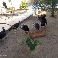 خونه-قدیمی