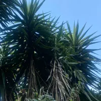 گل یوکا تنه بزرگ
