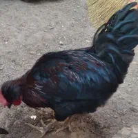 دوجفت مرغ و خروس کاکلی