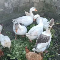 تخم غاز. و تخم مرغ محلی