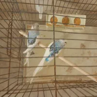 مرغ عشق|پرنده|فسا, |دیوار