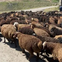 گوسفند زنده جهت قربانی