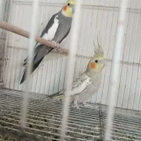 عروس هلندی مرغ عشق