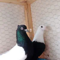 کلاغ وآلمانی