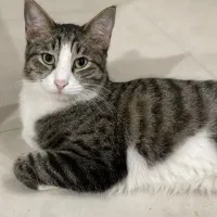 واگذاری رایگان ۲۰ گربه به علت جابه جایی