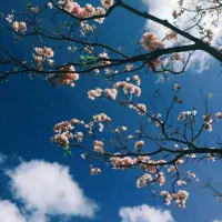 سیم کارت ایرانسل دائمی