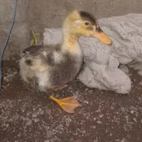 جوجه اردک
