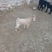 کره پستونکی