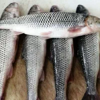ماهی تازه روز