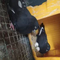 جفت دمپایی کله سیاه 2تمن