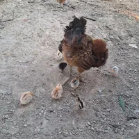 مرغ مادر با جوجه