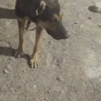 سگ ژرمن|سگ|زابل, |دیوار