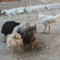 جوجه