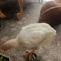 جوجه خروس