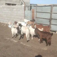 بزغاله نر ماده بره میش
