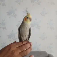 عروس هلندی نر