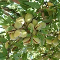 خریدار بادام از کشاورز درخت و باغ مستقیم  کشاورزان