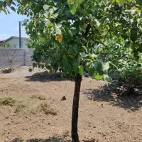 زمین ویلایی آماده ساخت با کاربری مسکونی/278متری