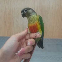 گرینچیک و راهب فول دستی