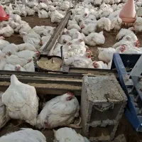 جذب نیروی کار مرغ گیری