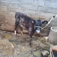 گوساله