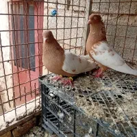 کبوتر  طوقی .سینه زر.اشعل .دوبال