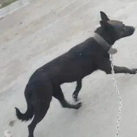 سگ نگهبان