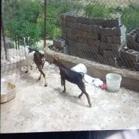 بز سولاله